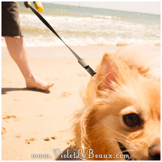 Pomeranian-Puppy-Beach578
